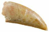 Serrated Raptor Tooth - Real Dinosaur Tooth #355533-1